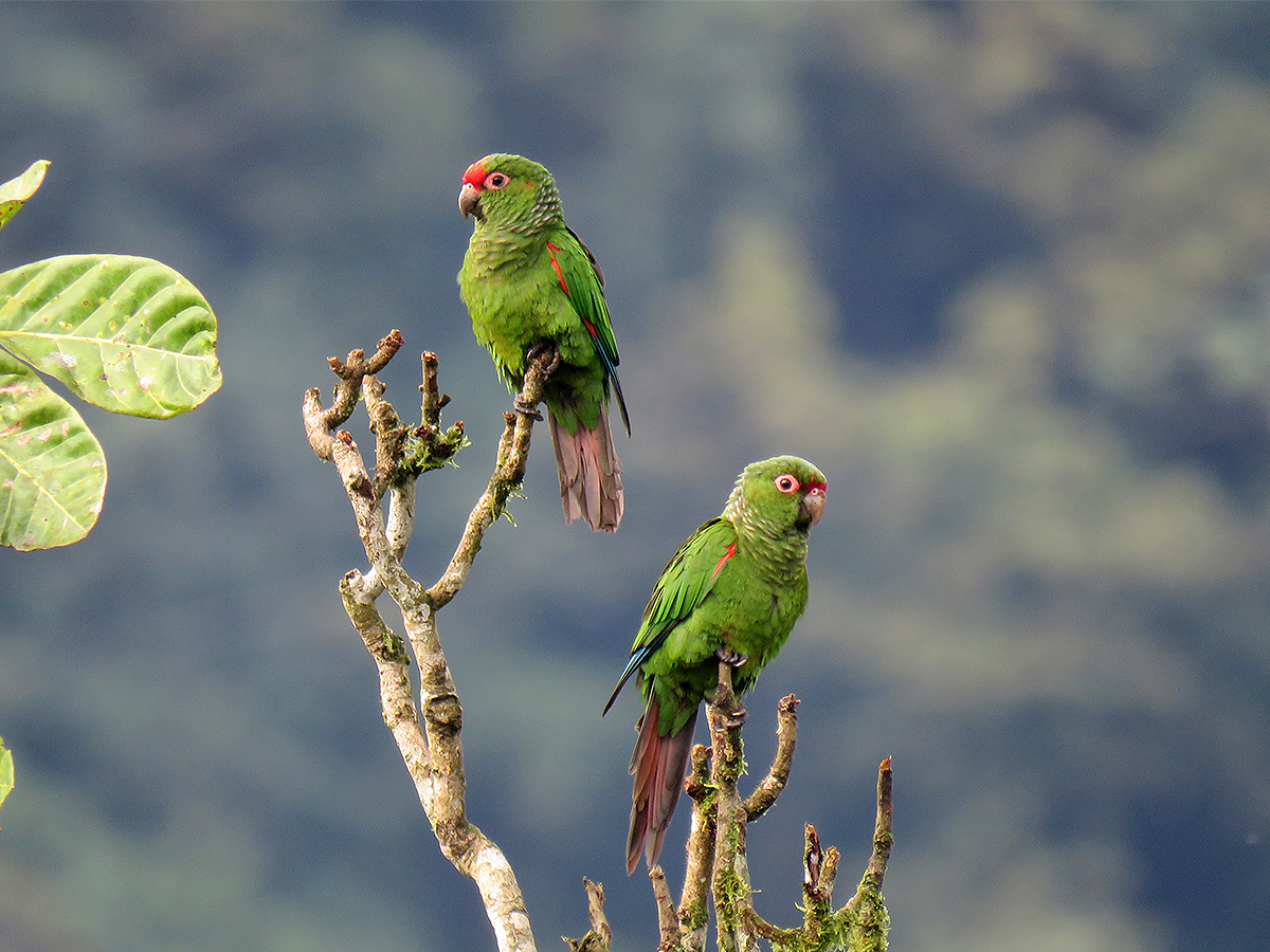 Habitat Restoration at Buenaventura Reserve!